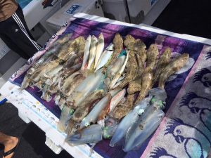 flathead calamari fishing trips melbourne