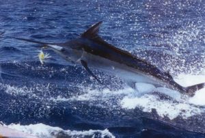 Marlin fishing charters melbourne