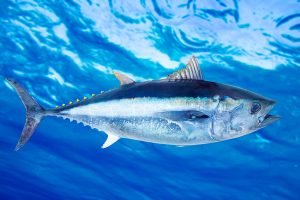 tuna fishing trips portland